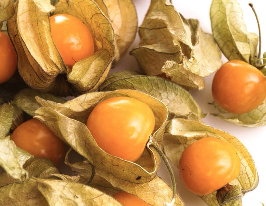 Cape Gooseberry, Physalis peruviana, Chinese Lantern