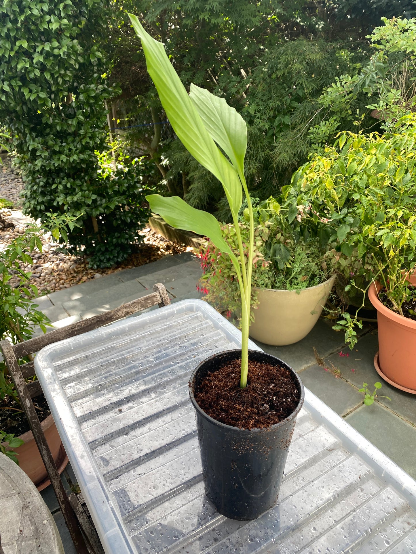 Curcuma Longa Turmeric Herb Plant