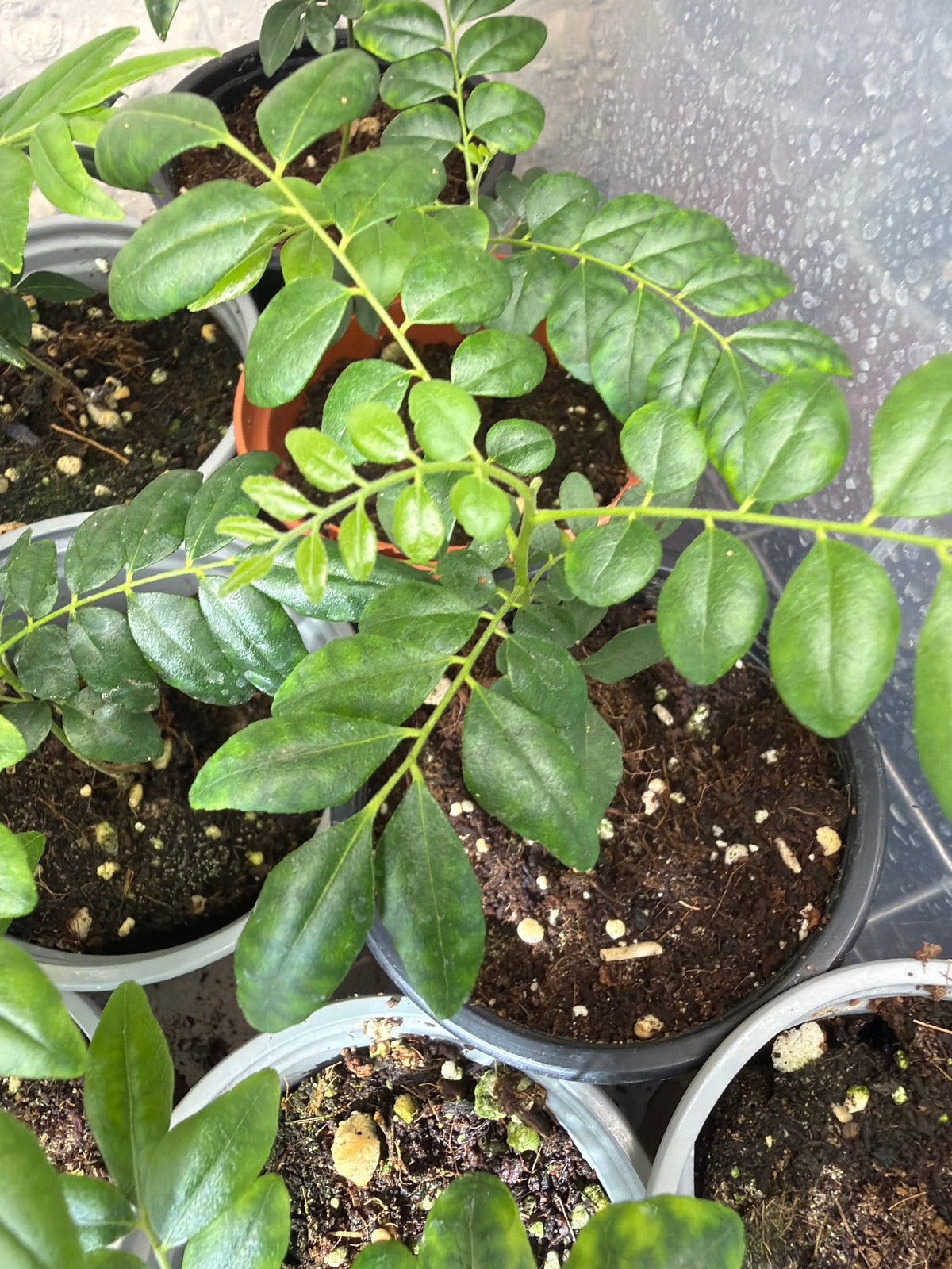 Curry Leaf Plant 9cm pot