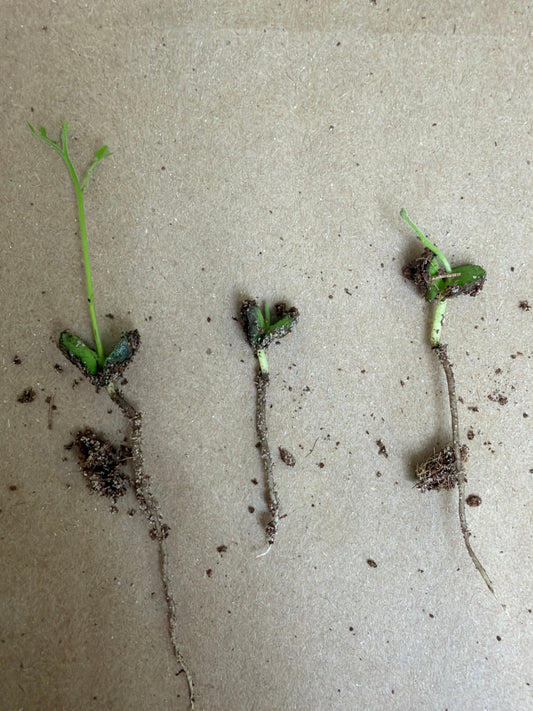 3 Germinated Curry Leaf Seeds