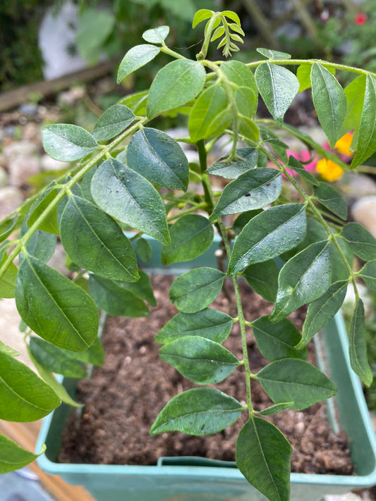 2 Year old Curry Leaf Plant