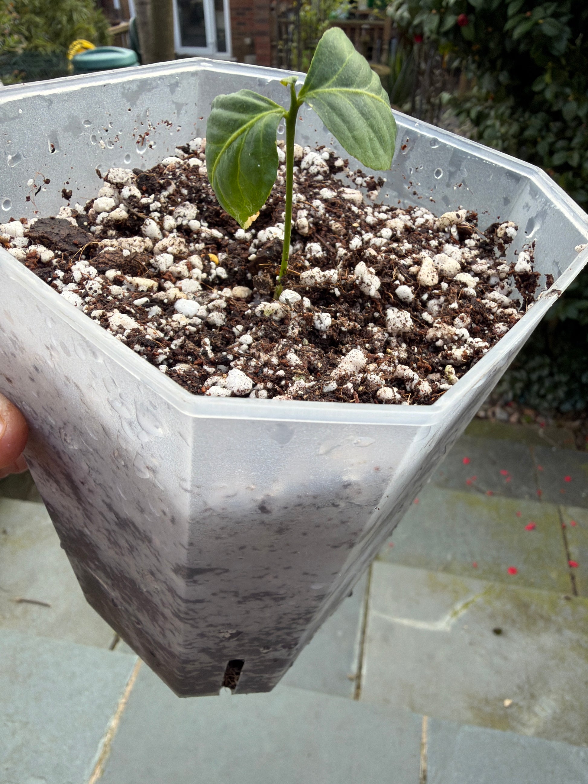 bilva plant in pot Bilva Plant or Bel tree (Aegle Marmelos) – Grow More Plants