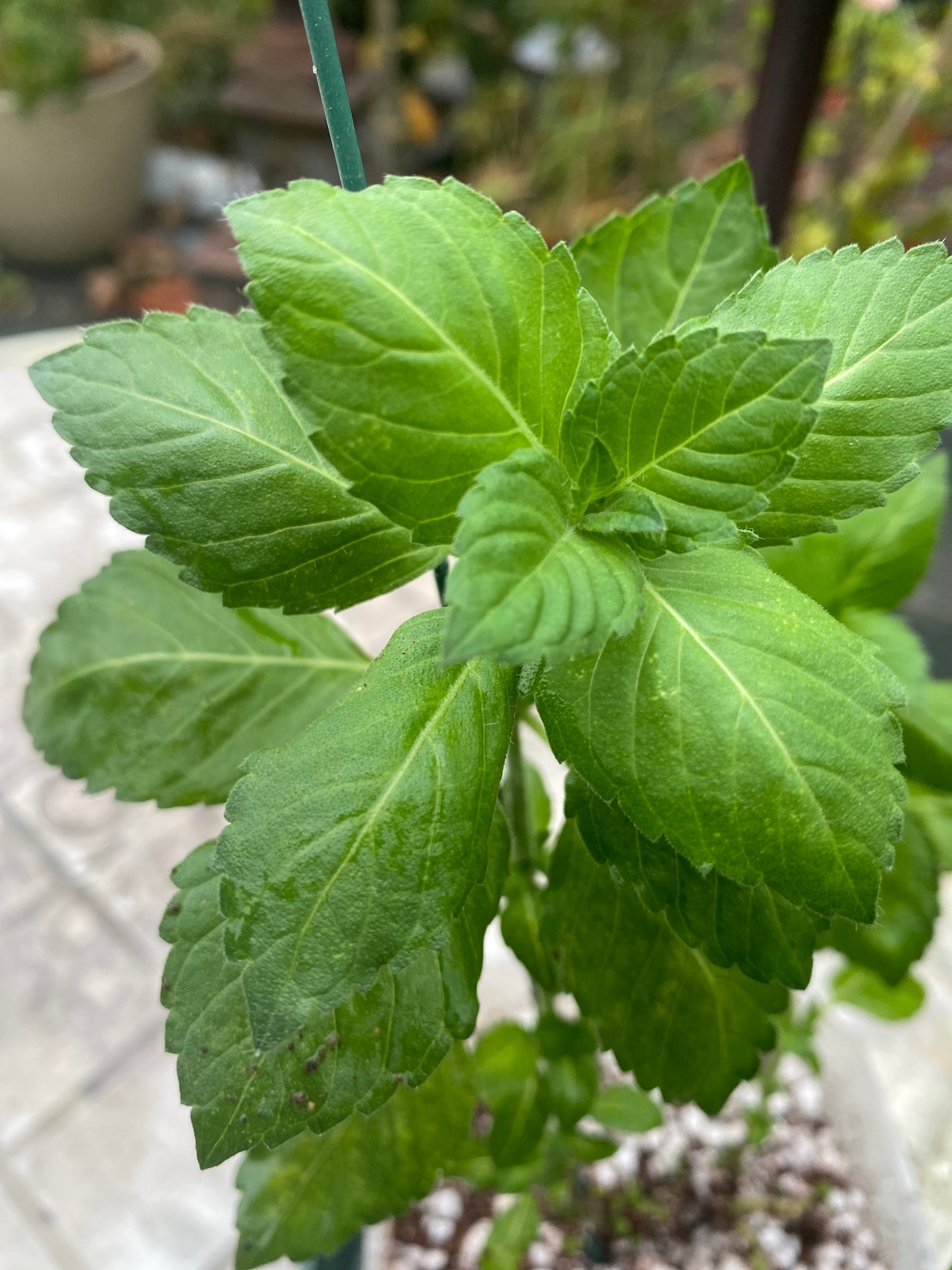 Tulsi Plant (Holy Basil)
