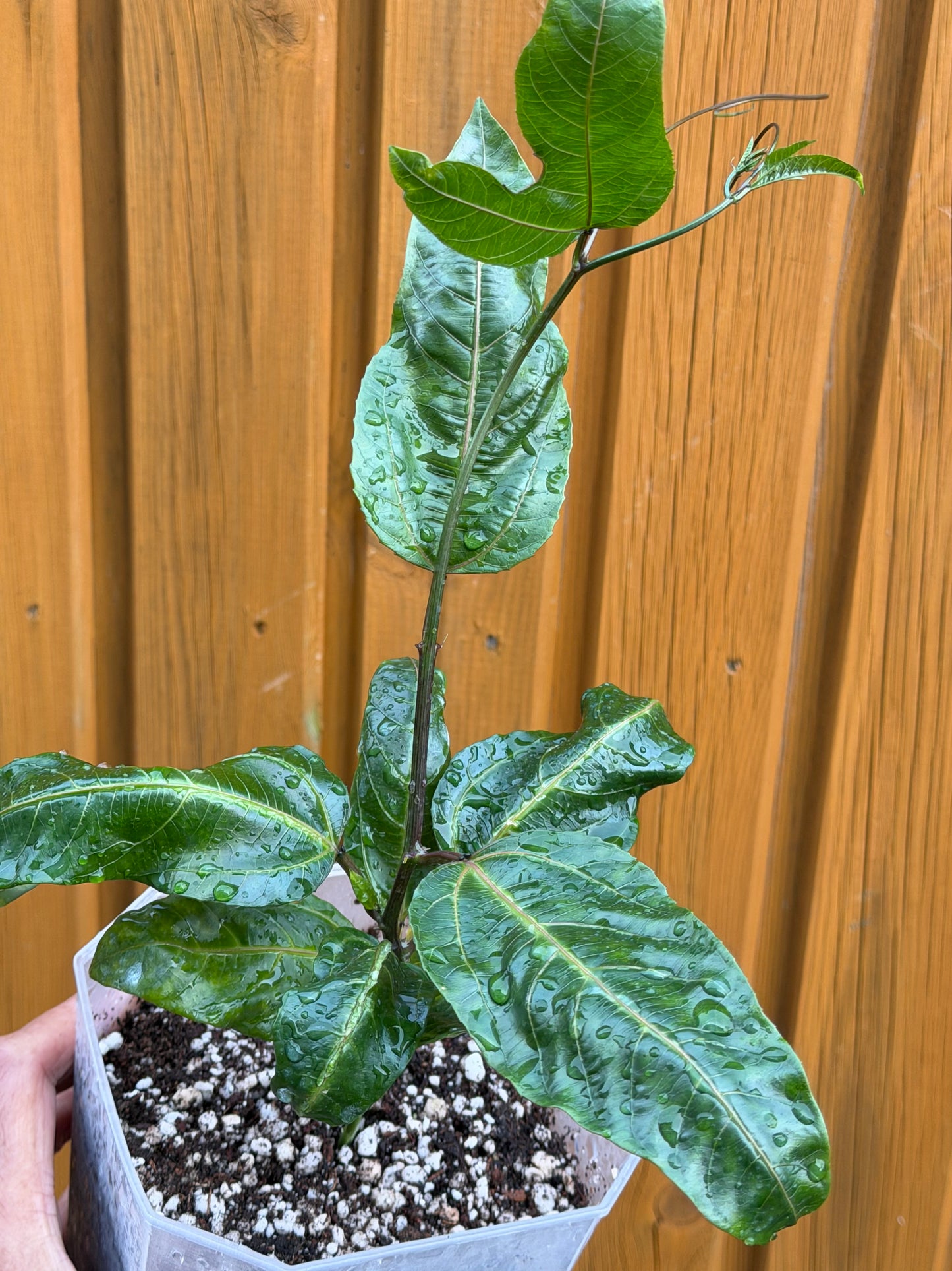 Price reduced - Passion Fruit Plant / Passiflora edulis