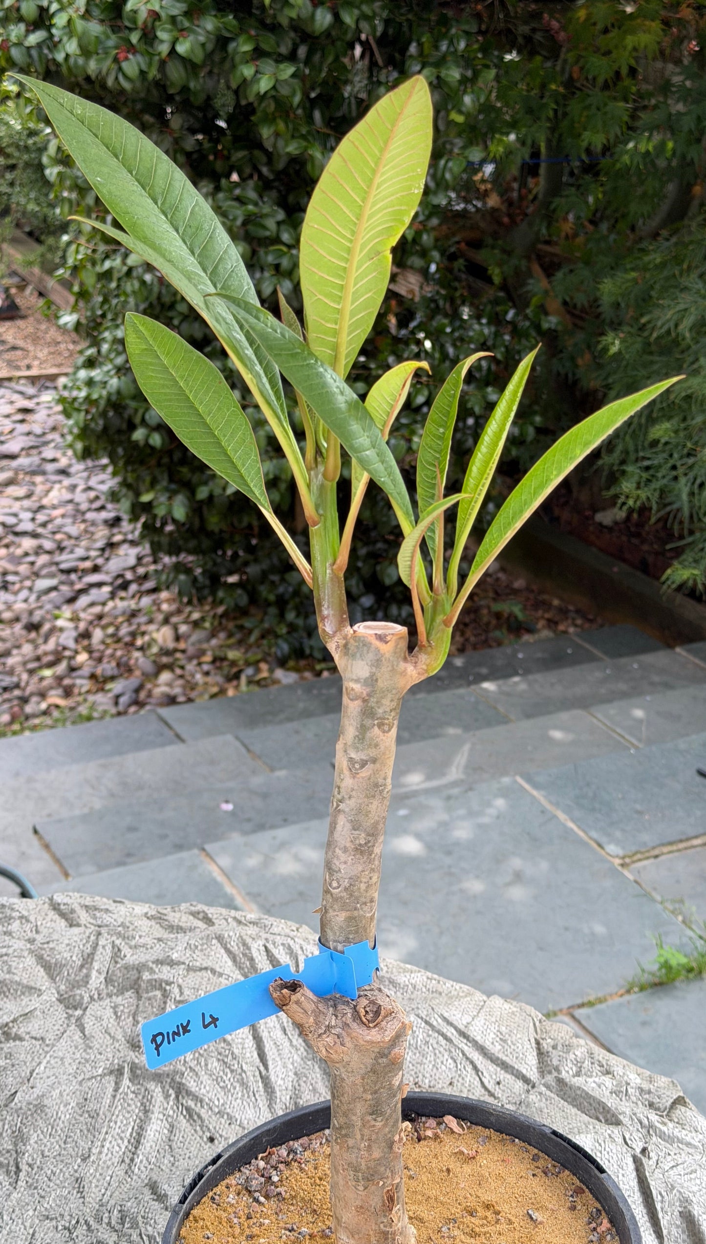 Pink Plumeria / Frangipani Plant