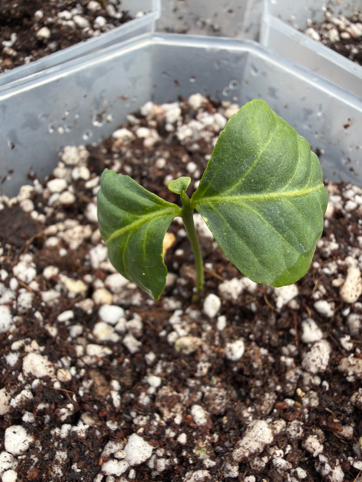 Bilva Plant or Bel tree (Aegle Marmelos)