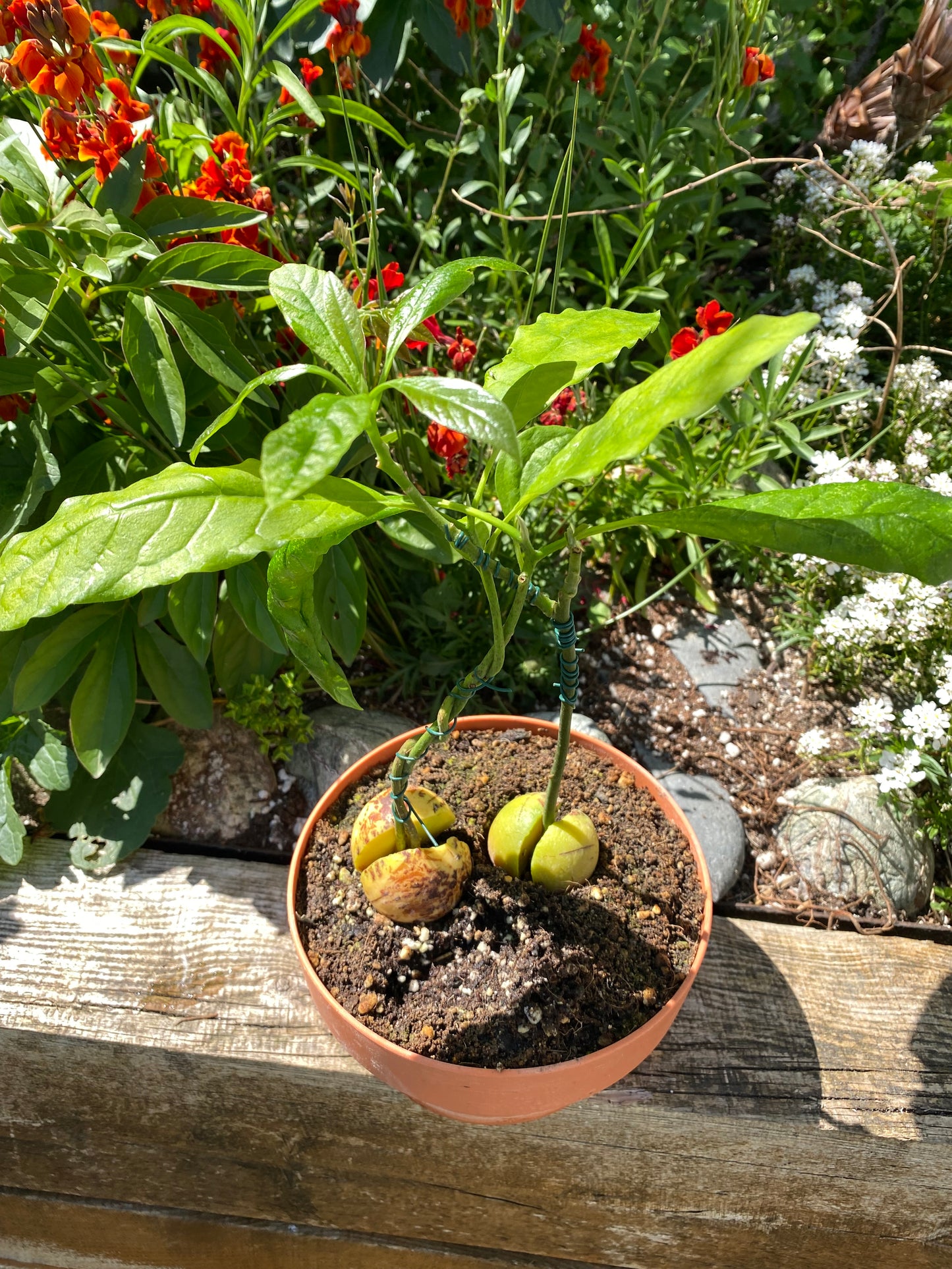 Two Avocado Plants for Art / Braidding