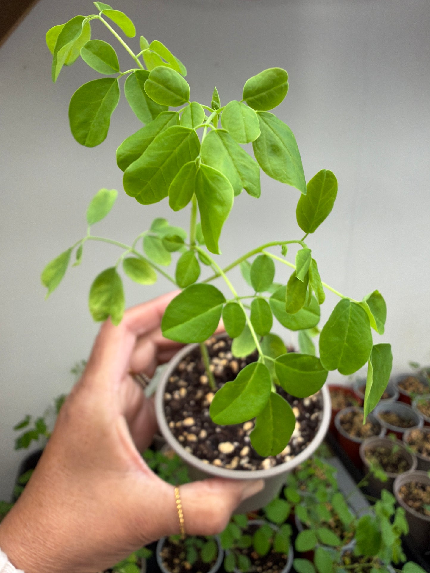 Moringa seedlings (Sale)