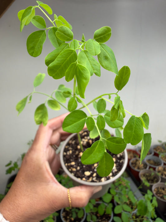 Moringa seedlings
