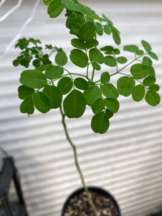 Moringa Plant