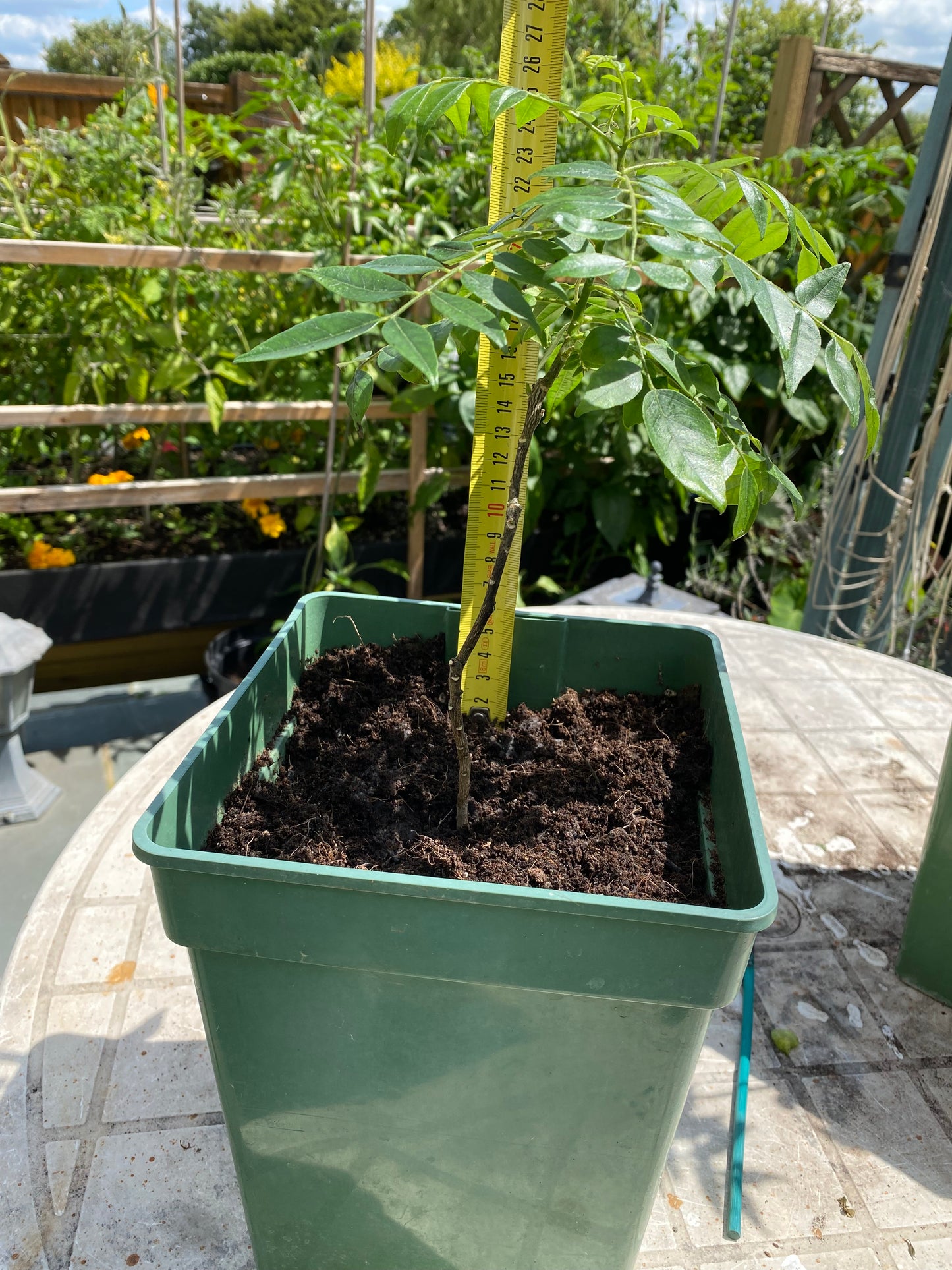 2 Year old Curry Leaf Plant