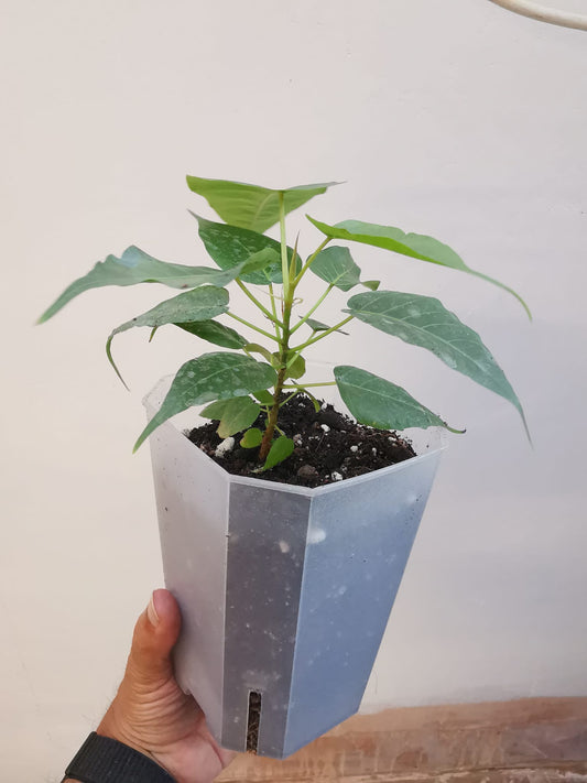 Peepal, Pippal, Aswath, Budha, Ficus Religiosa