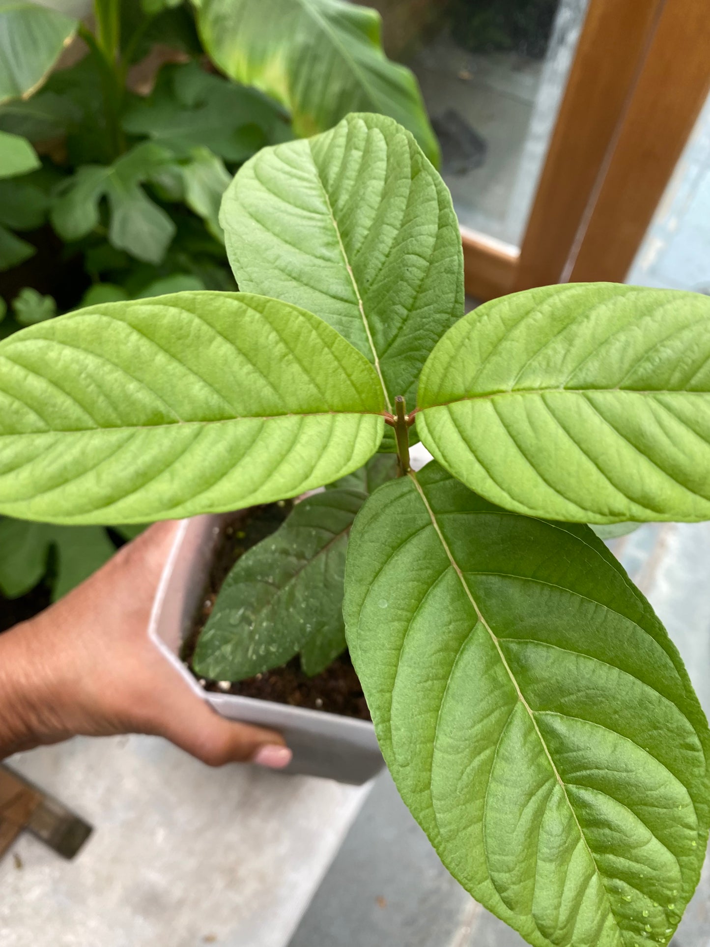 Guava Fruit Plant - Pink Pear