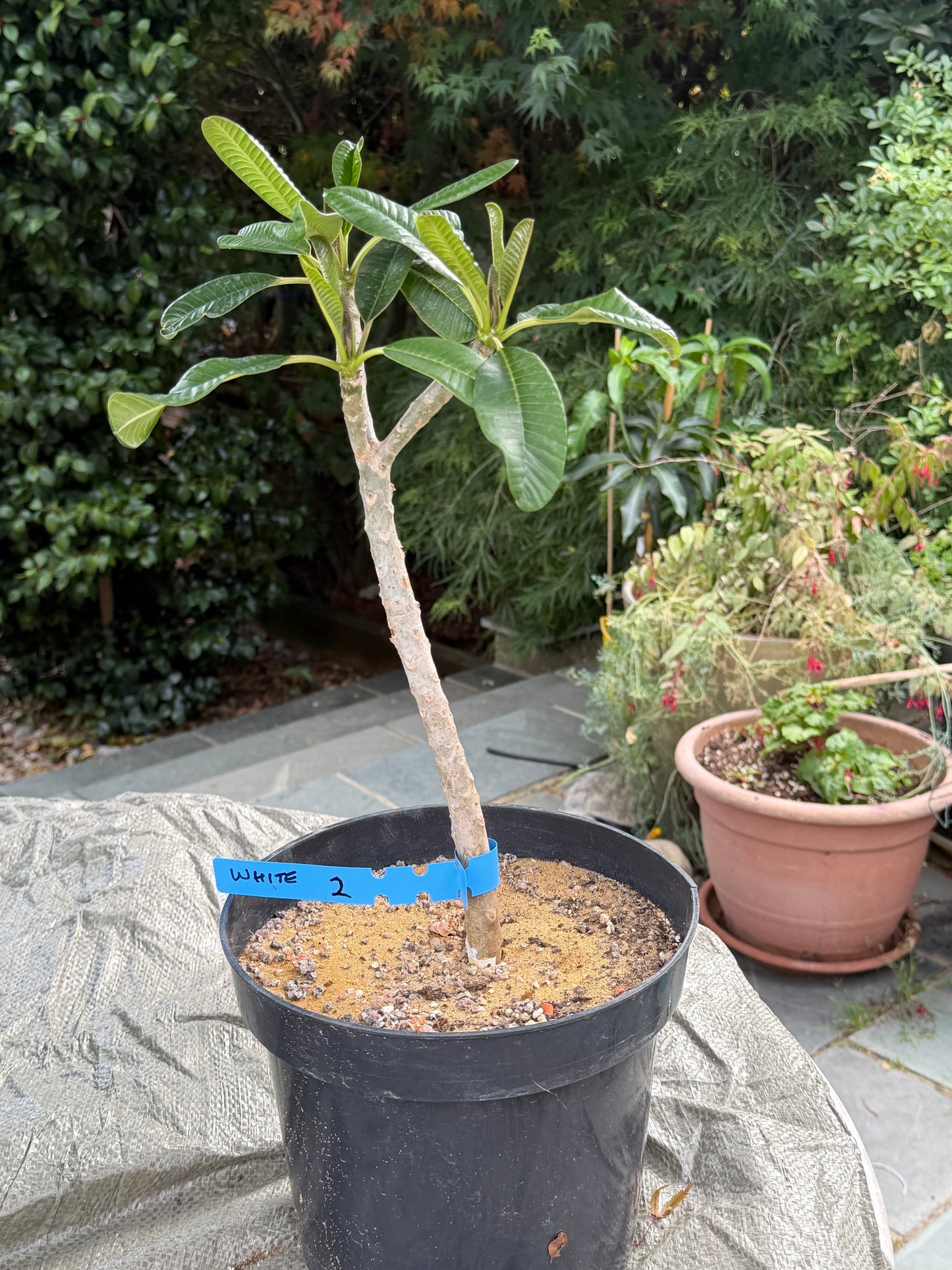 White Plumeria / Frangipani Plant