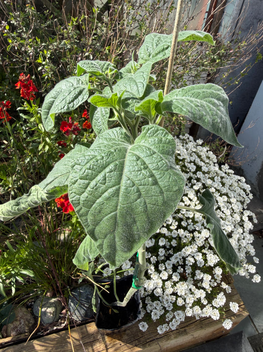 Cape Gooseberry, Physalis peruviana, Chinese Lantern