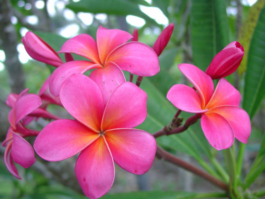 Pink Dwarf Plumeria / Frangipani Plant