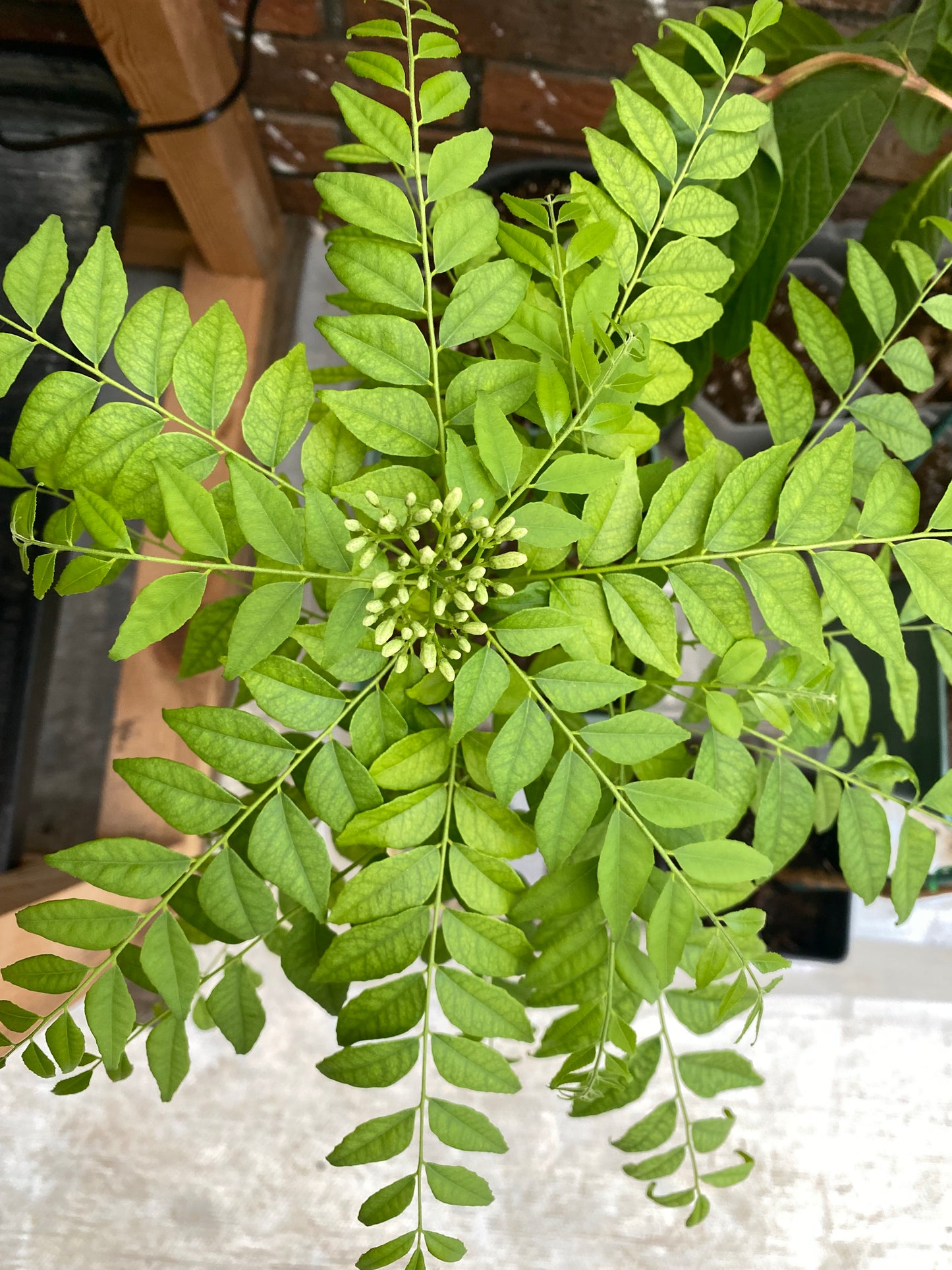 3 Year old Curry Leaf Plant