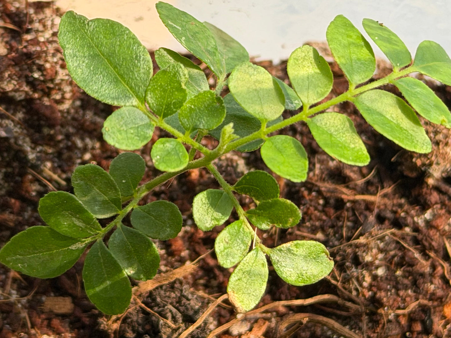 Curry Leaf Plant 9cm pot