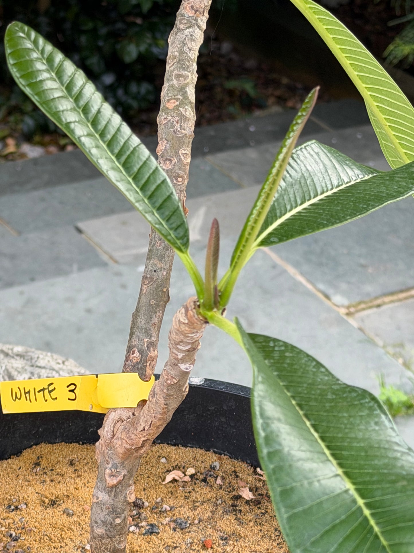 White Plumeria / Frangipani Plant