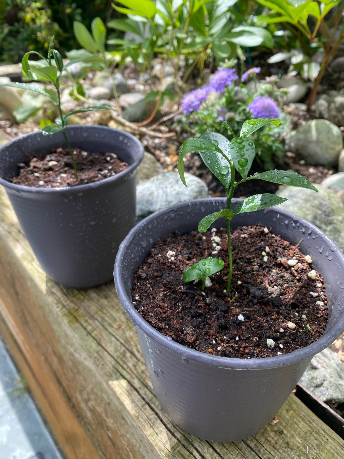 Citrus Kumquat Plant