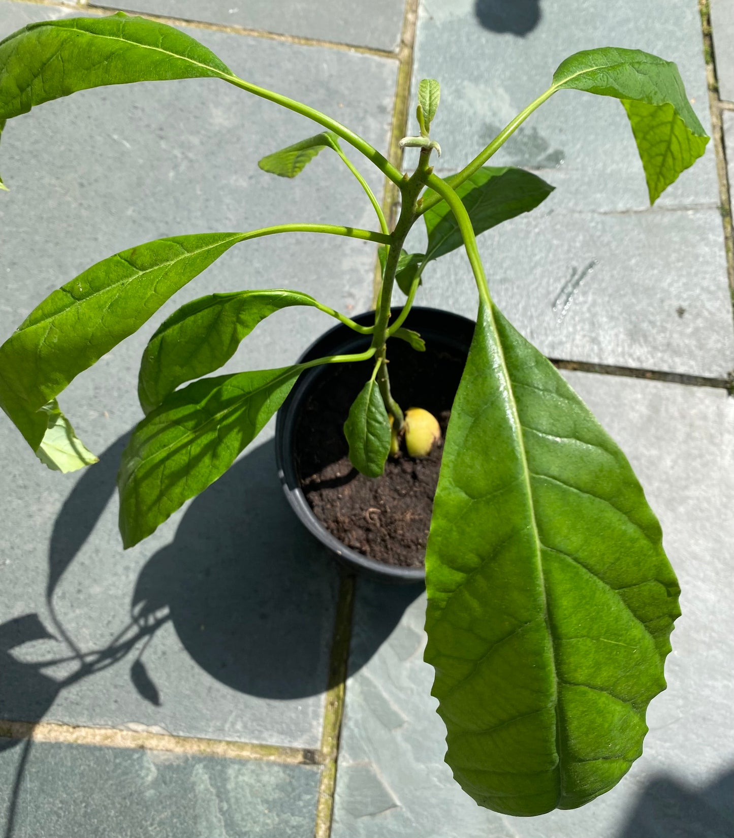 Avocado Plant