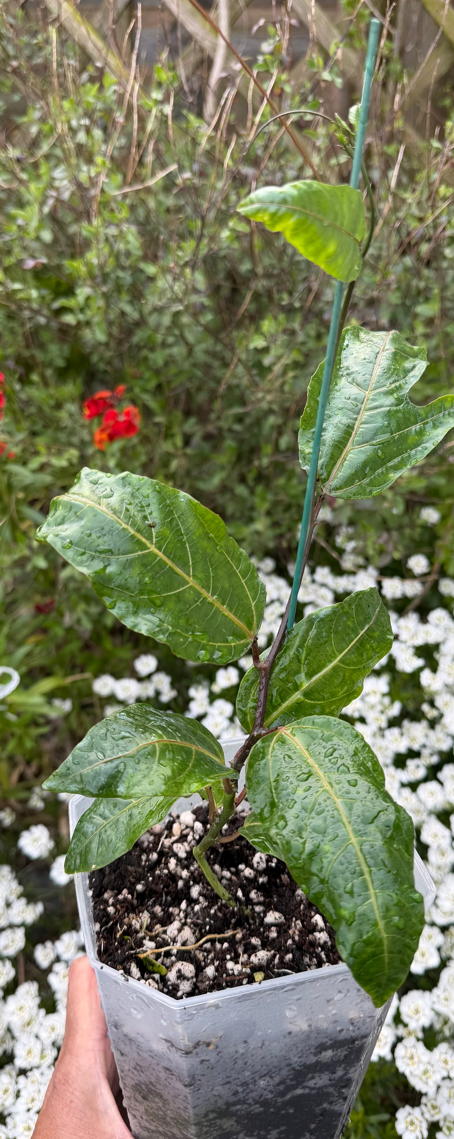 Price reduced - Passion Fruit Plant / Passiflora edulis
