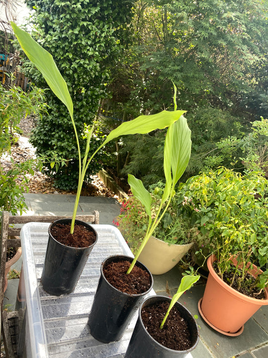 Curcuma Longa Turmeric Herb Plant