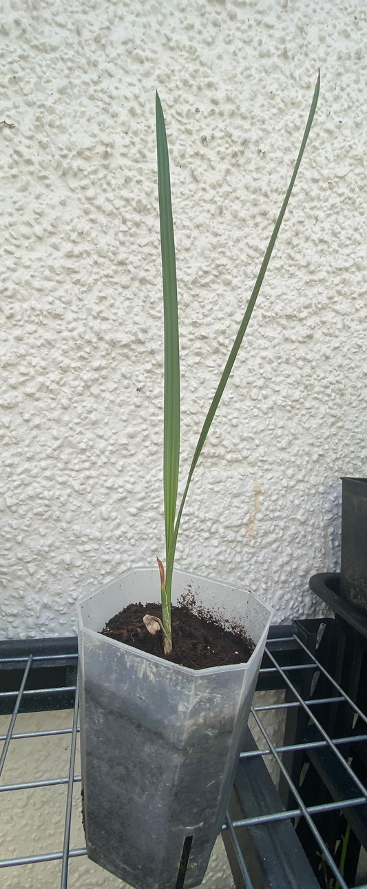 Medjool Date Palm Plant that was grown right here in the UK