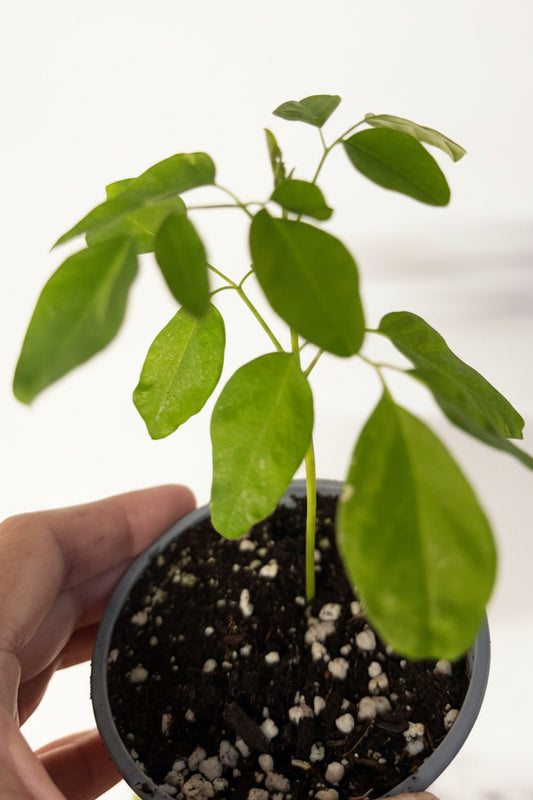 Moringa seedlings