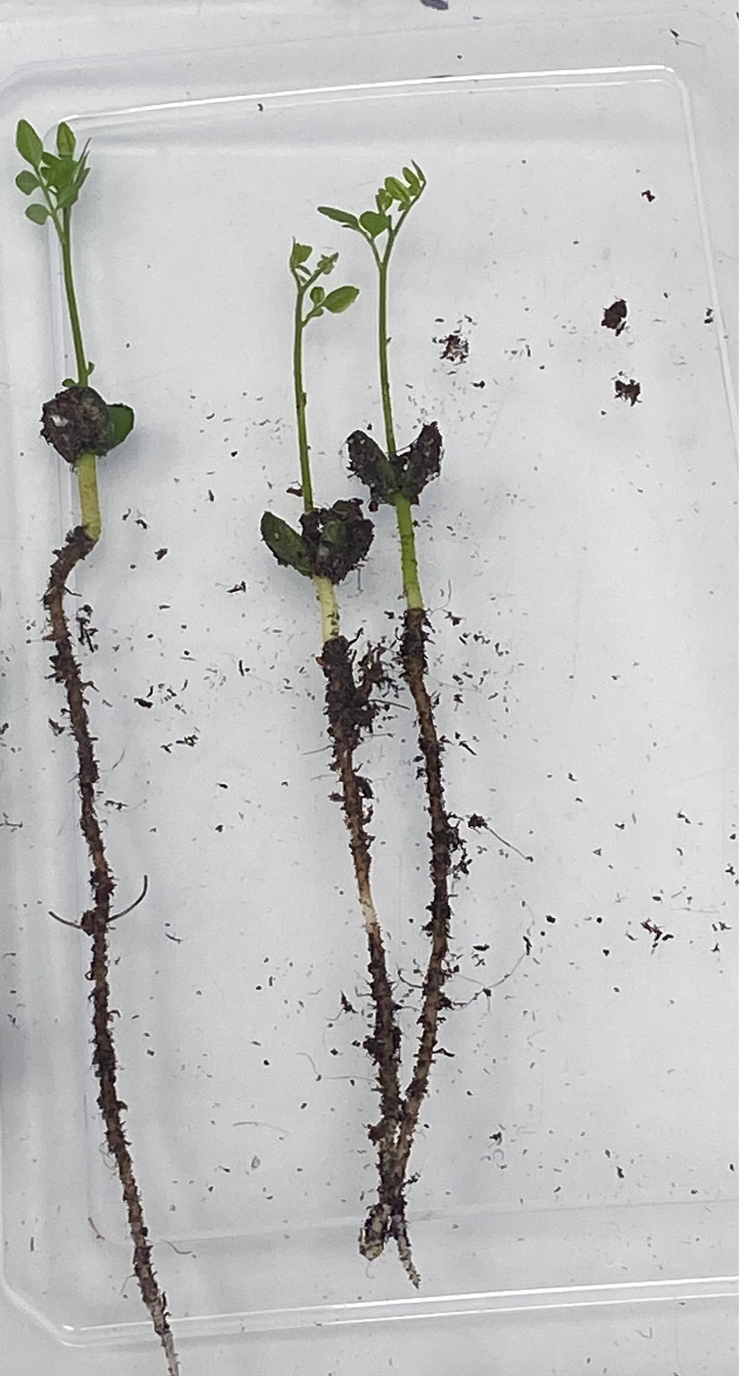 3 Germinated Curry Leaf Seeds
