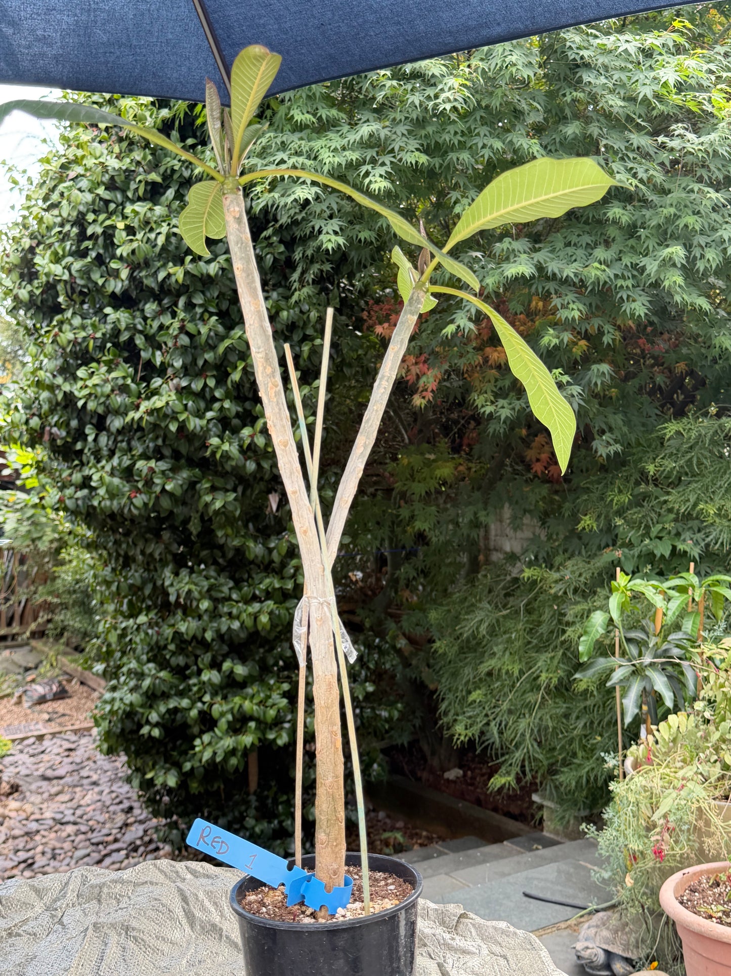 Red Plumeria / Frangipani Plant