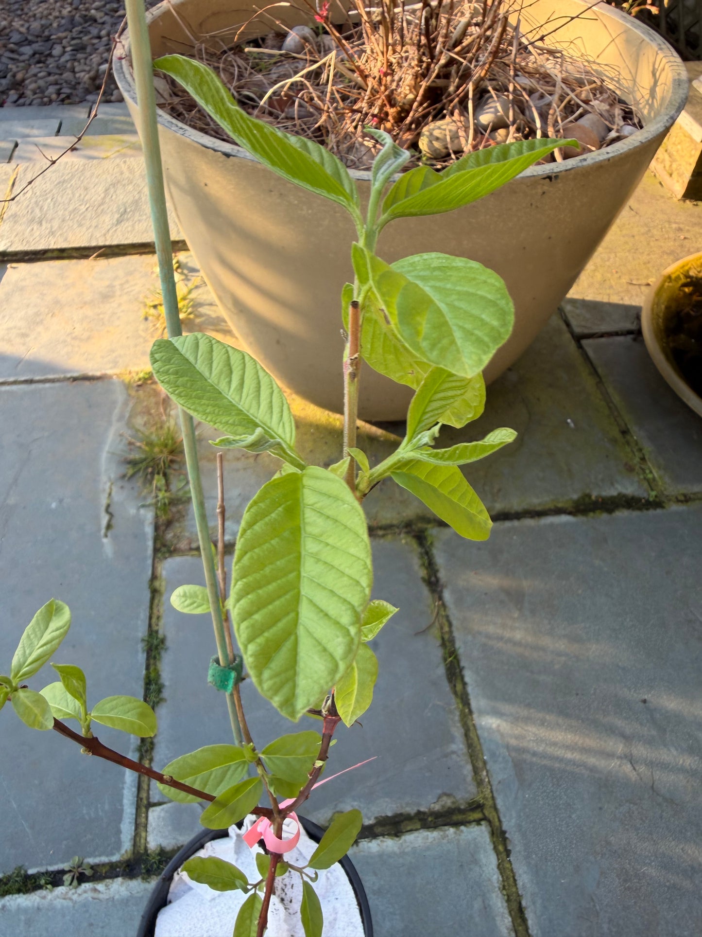Guava Fruit Plant - Pink Pear