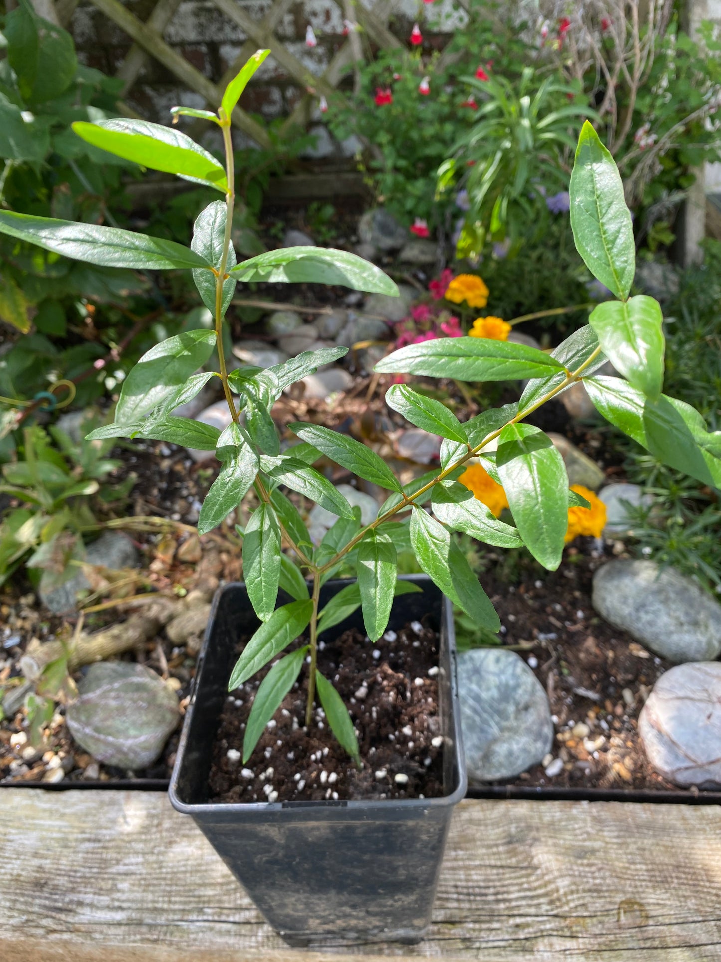 Pomegranate Fruit Plant