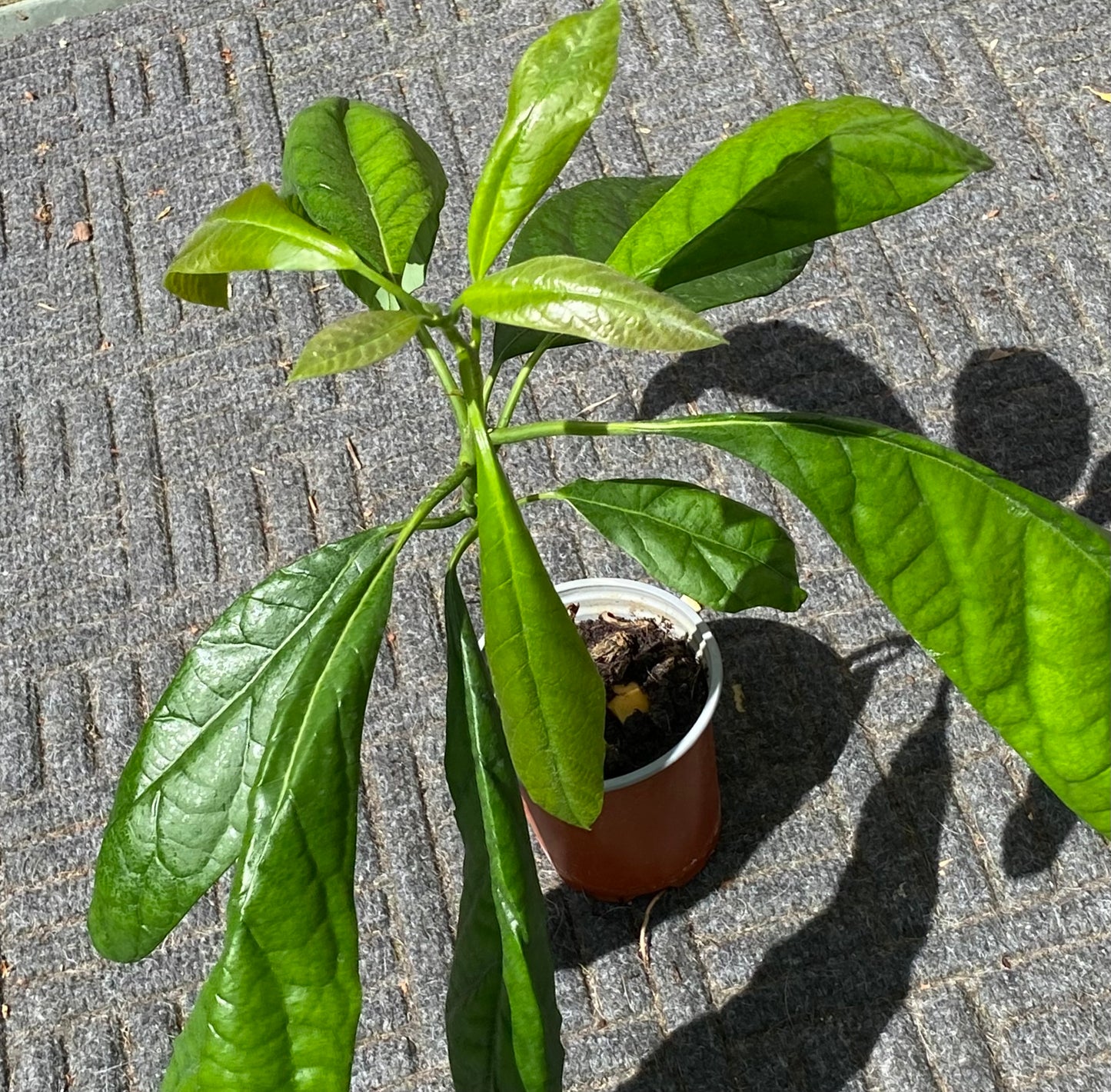 Avocado Plant