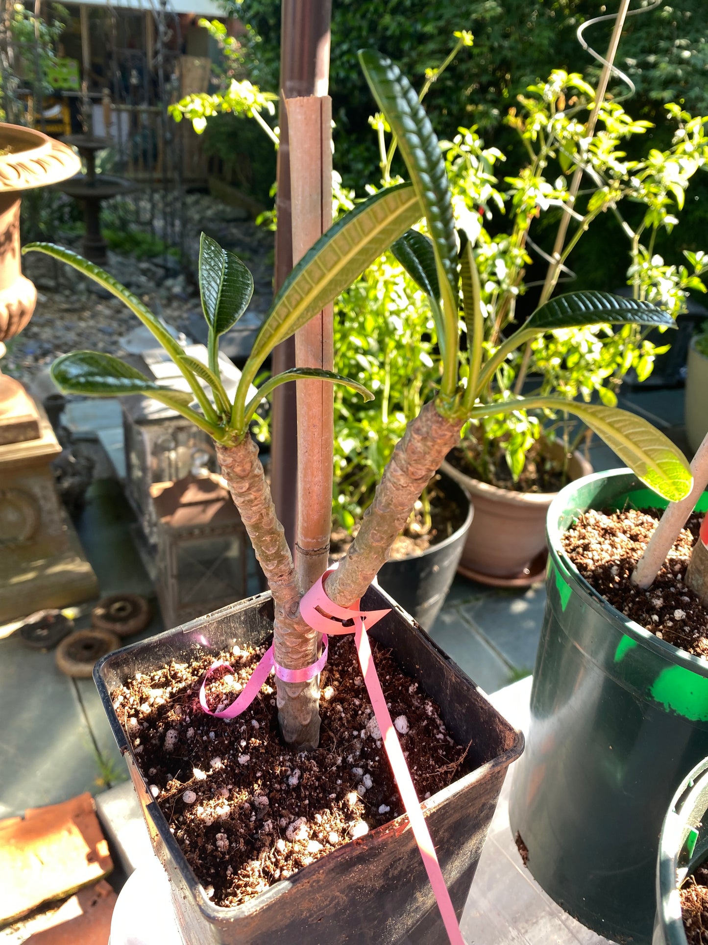 Pink Dwarf Plumeria / Frangipani Plant