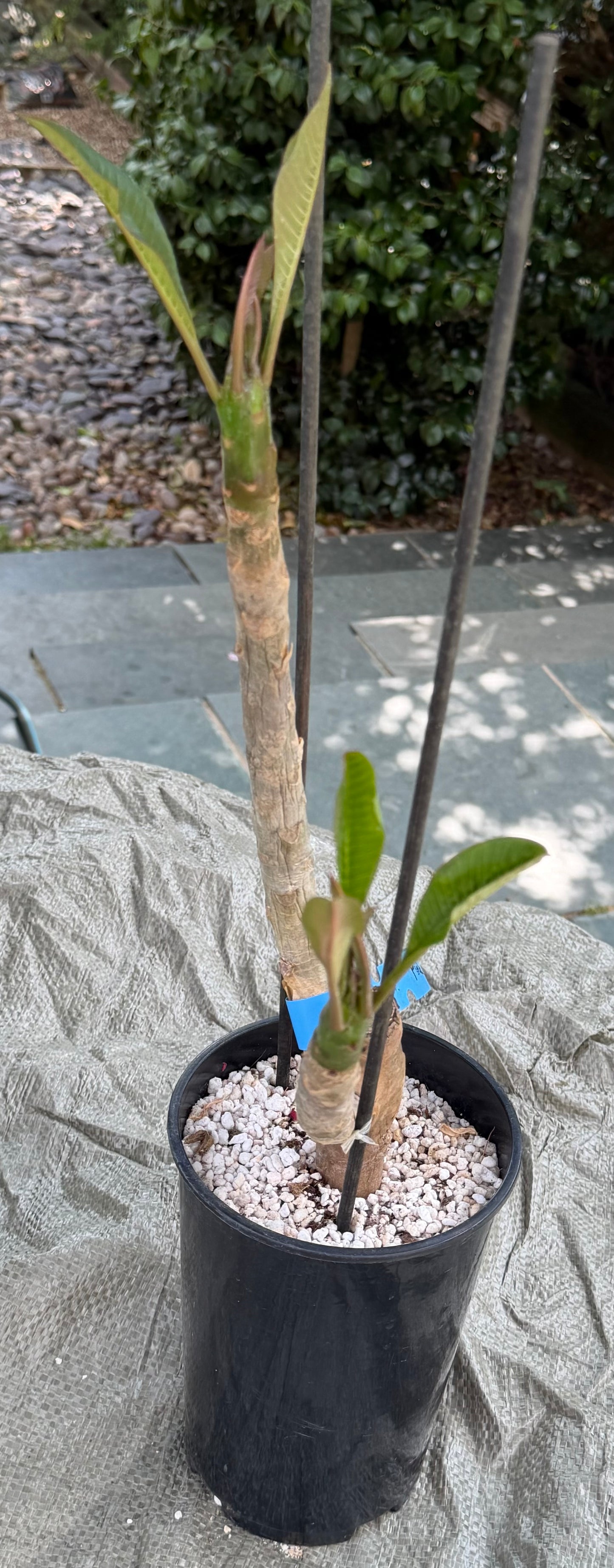 Pink Plumeria / Frangipani Plant