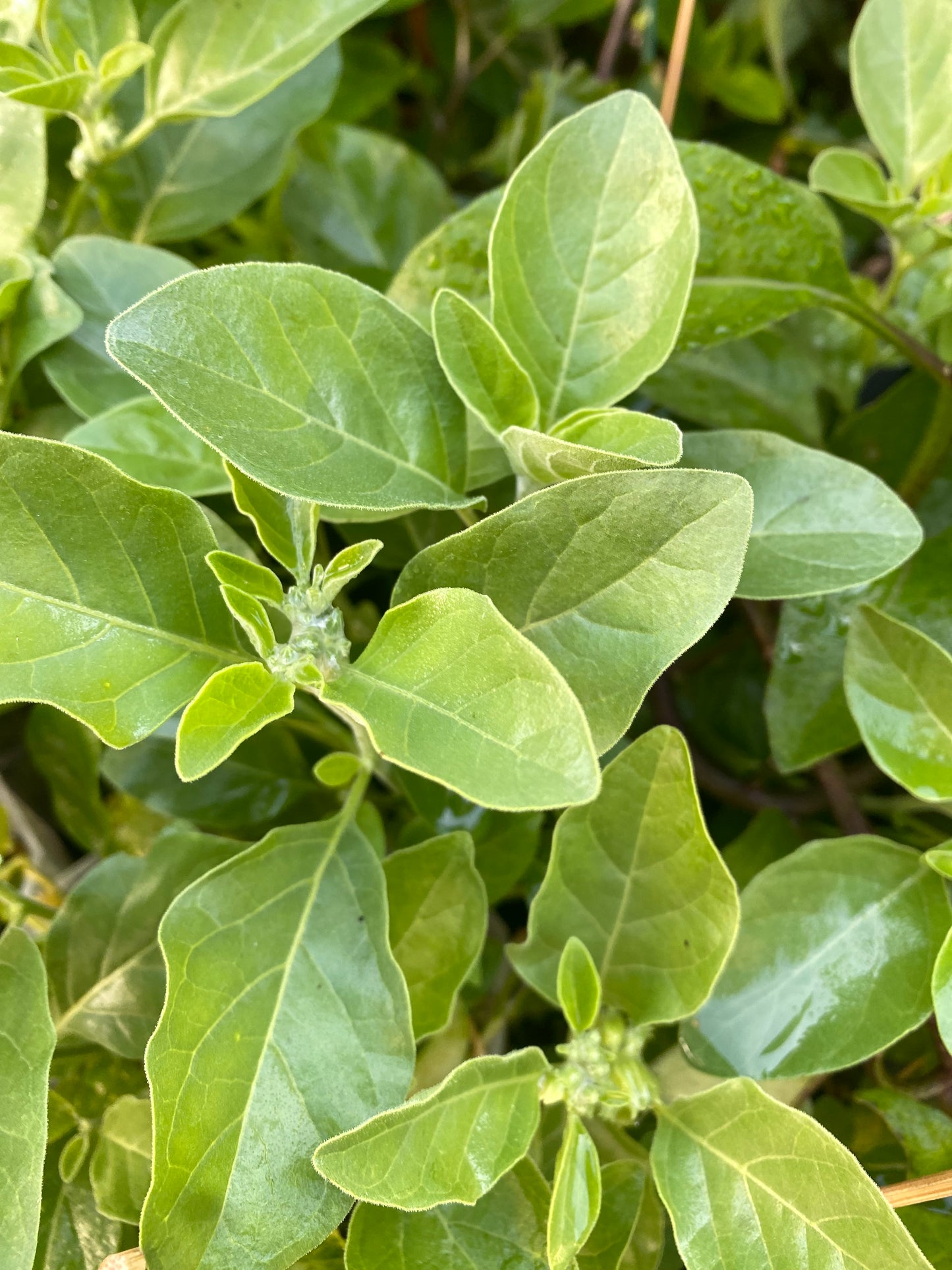 Ashwagandha plants