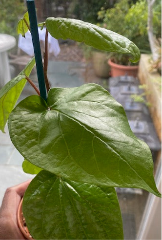 Paan Piper Betel Plant /Bangladeshi Paan / Betel Leaf Vine Piperaceae