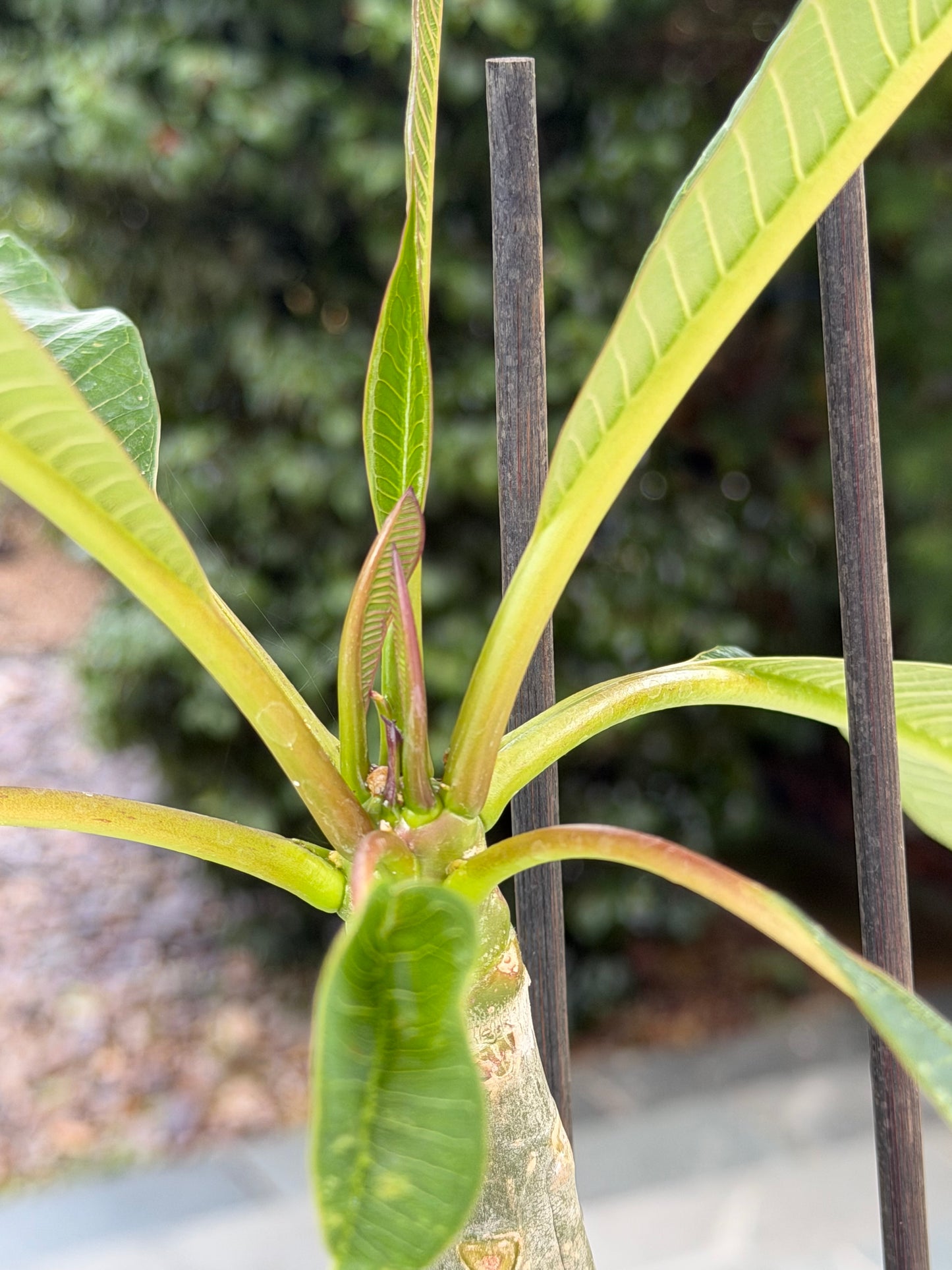 Pink Plumeria / Frangipani Plant