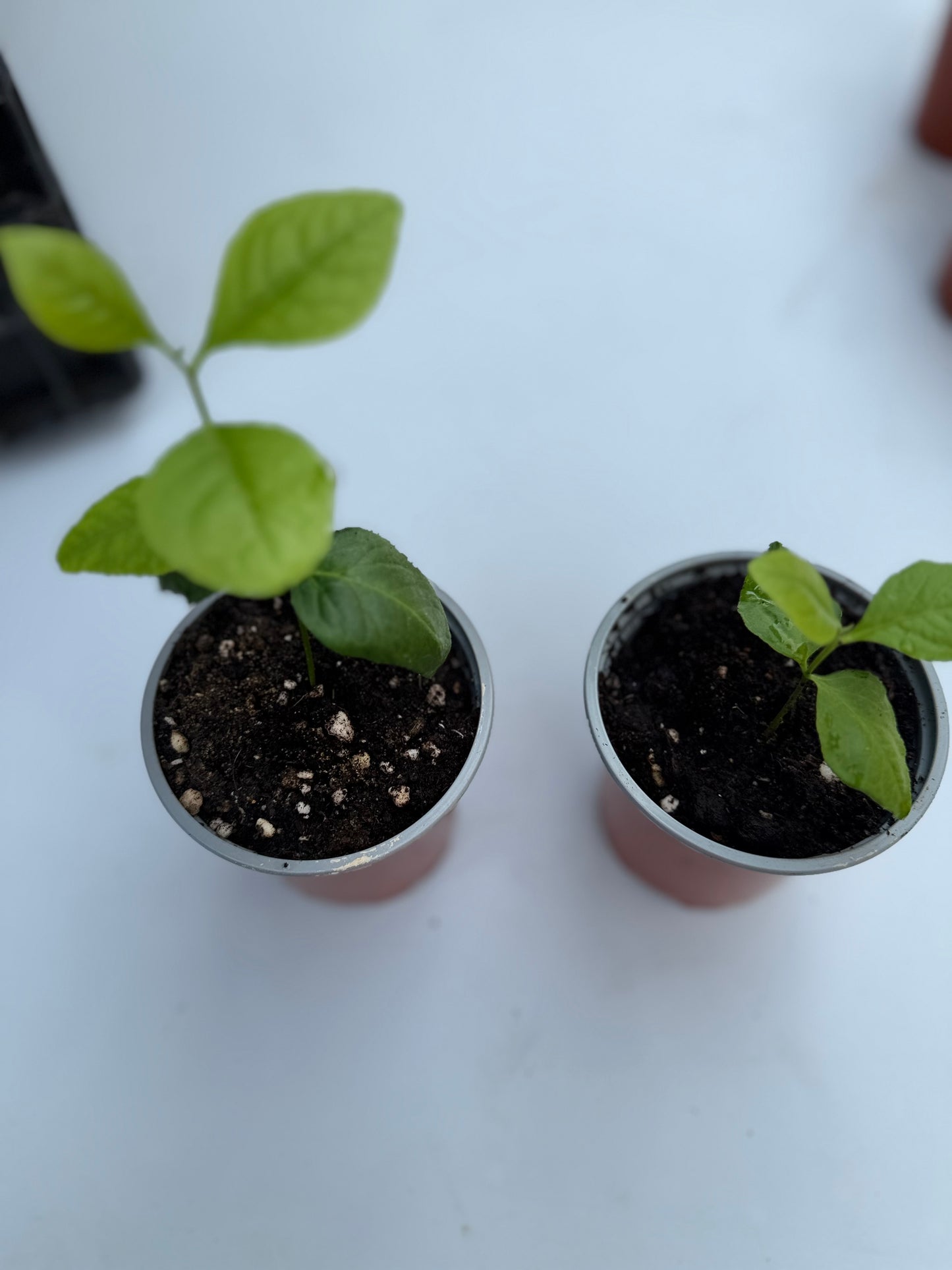 SALE SALE Bilva Plant or Bel tree (Aegle Marmelos)