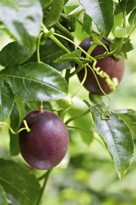 Price reduced - Passion Fruit Plant / Passiflora edulis