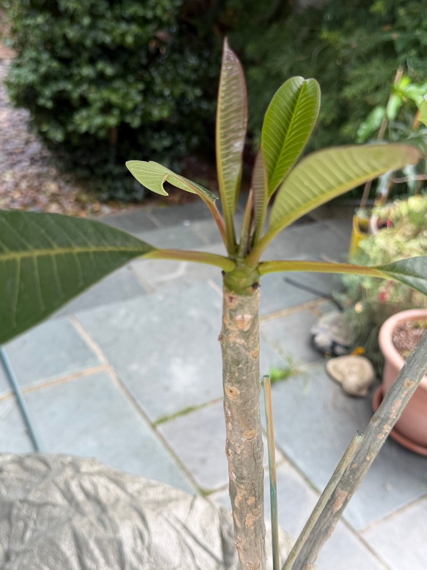Red Plumeria / Frangipani Plant