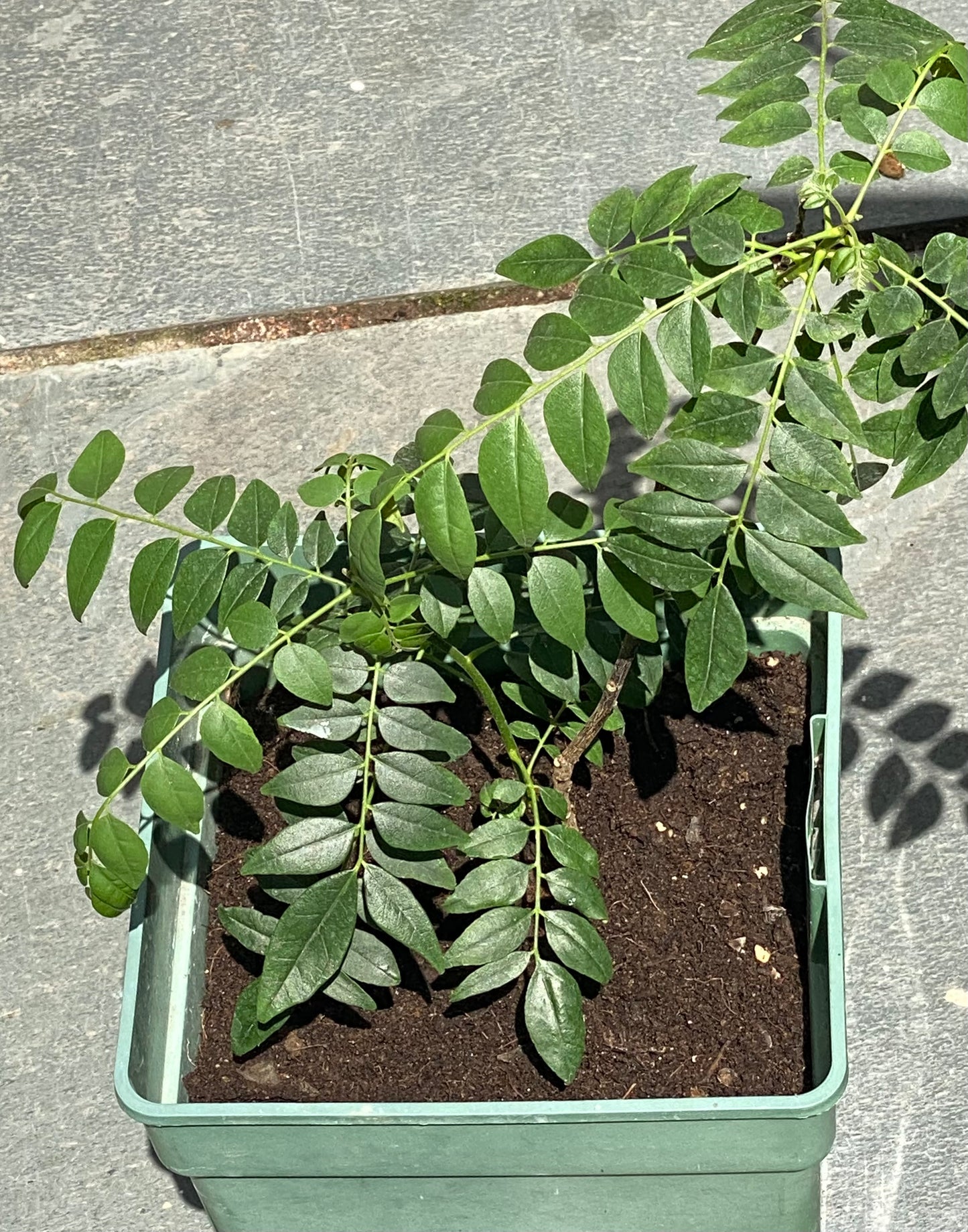 2 Year old Curry Leaf Plant