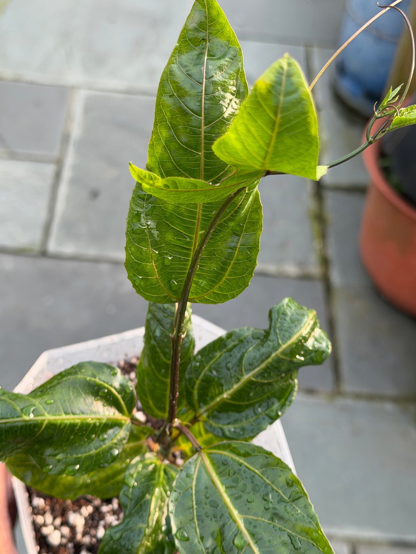 Price reduced - Passion Fruit Plant / Passiflora edulis