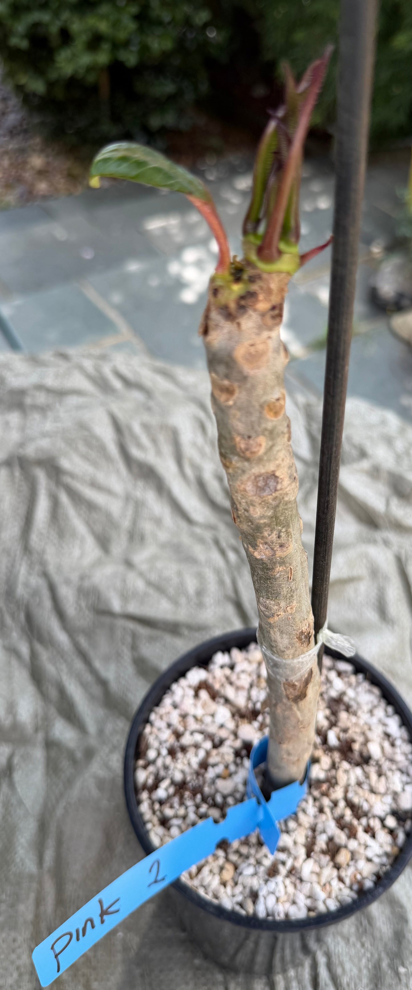 Pink Plumeria / Frangipani Plant