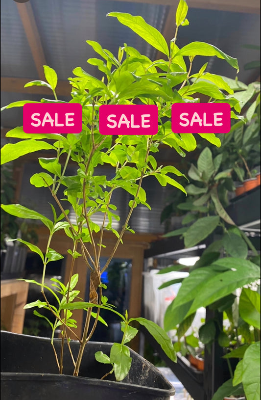 3 Year old Pomegranate Fruit Plant SALE… SALE…SALE…
