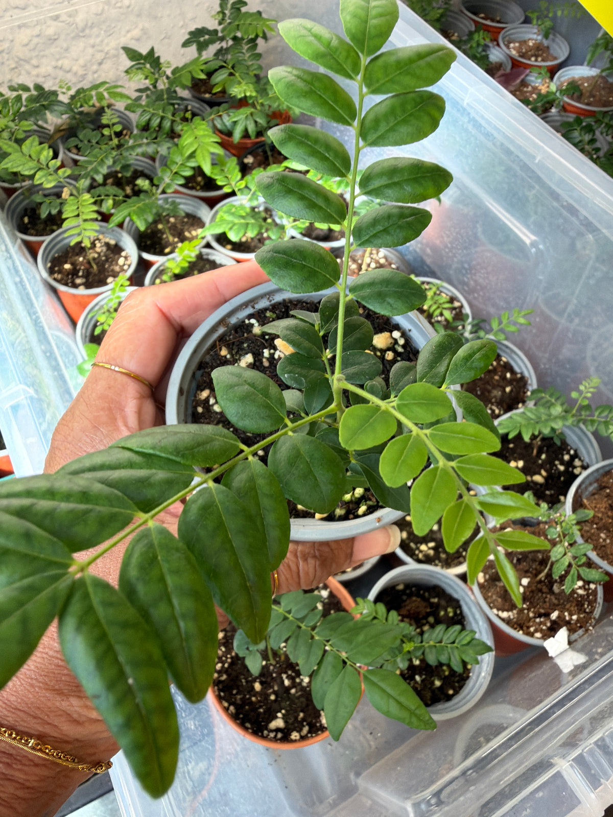 Curry Leaf Plant 9cm pot