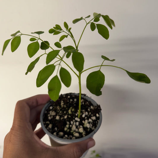 Moringa seedlings