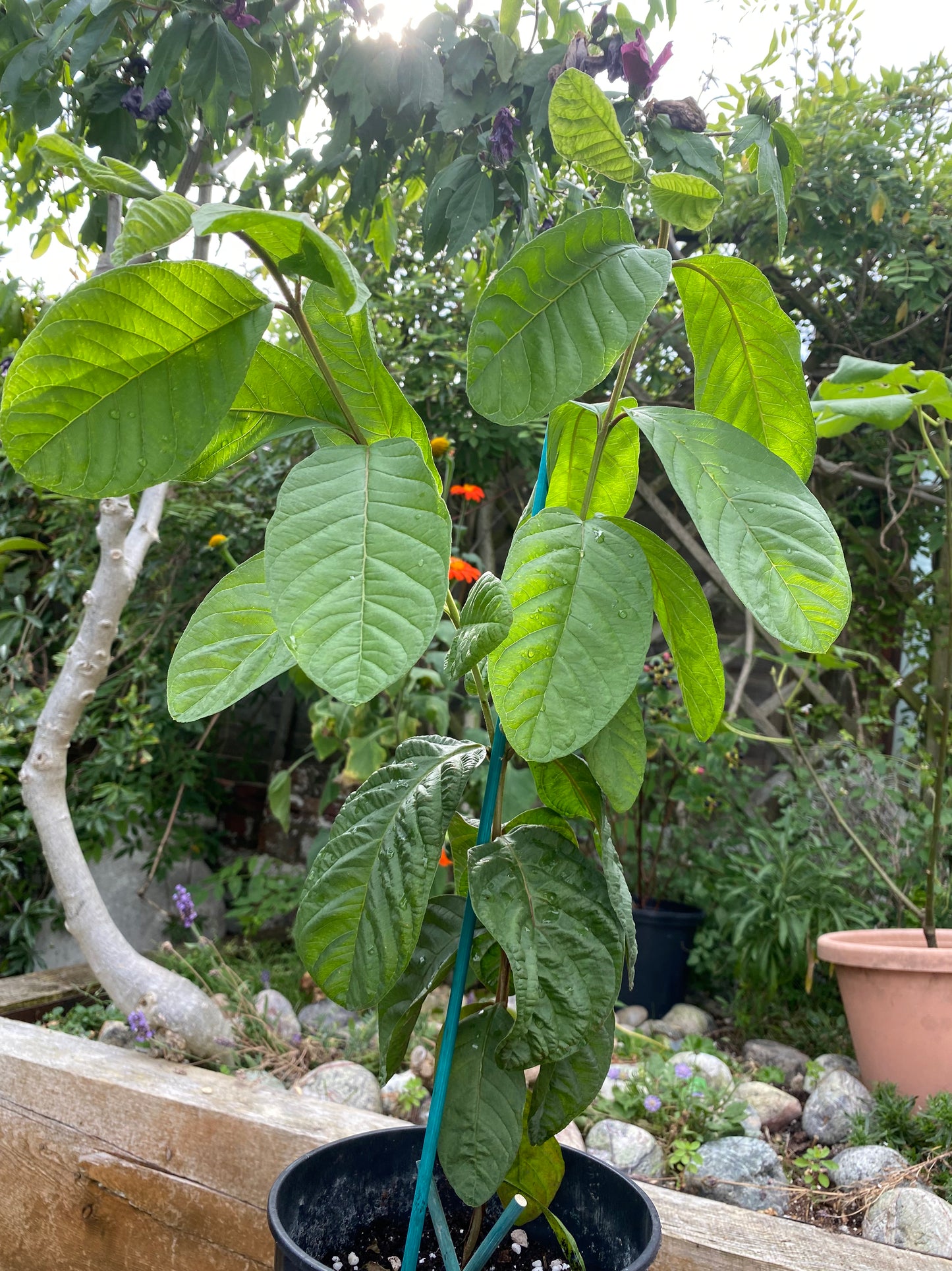 Guava Fruit Plant - Pink Pear