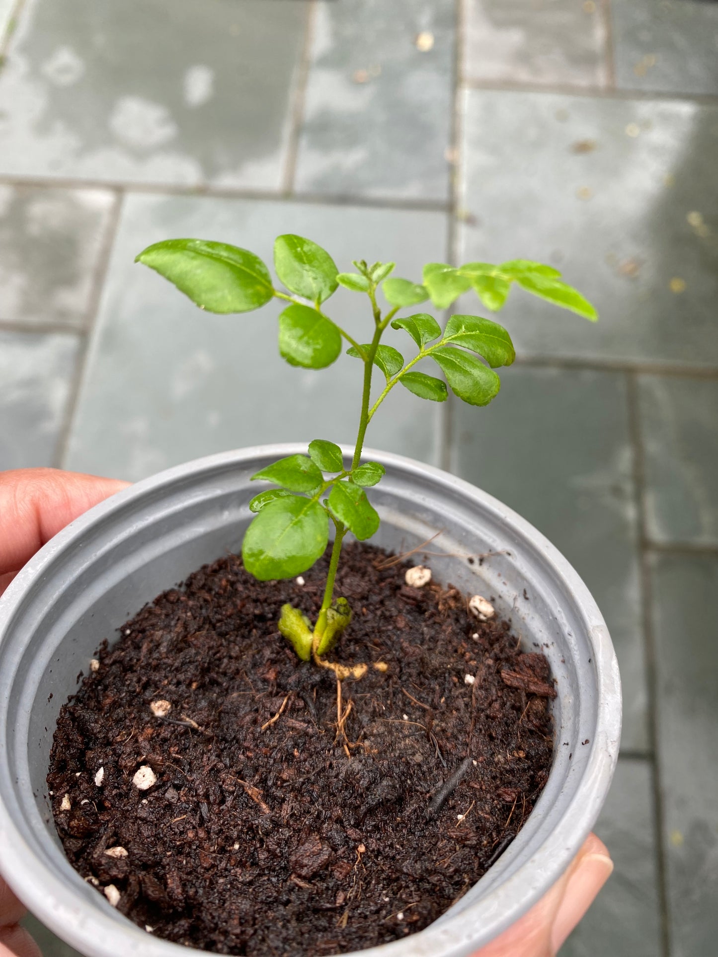 Curry Leaf Plant Seedling